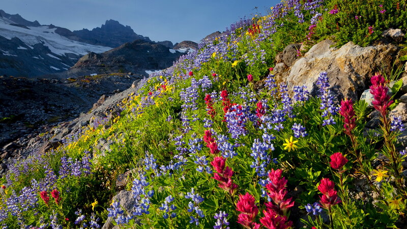 Wildflowers on Mountain Slope — Purple, Serene, Summer, Photograph, Mountains, Snow