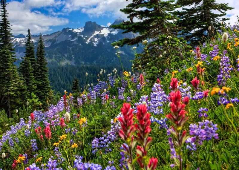 Wildflowers on Mountain Slope — Purple, Serene, Summer, Photograph