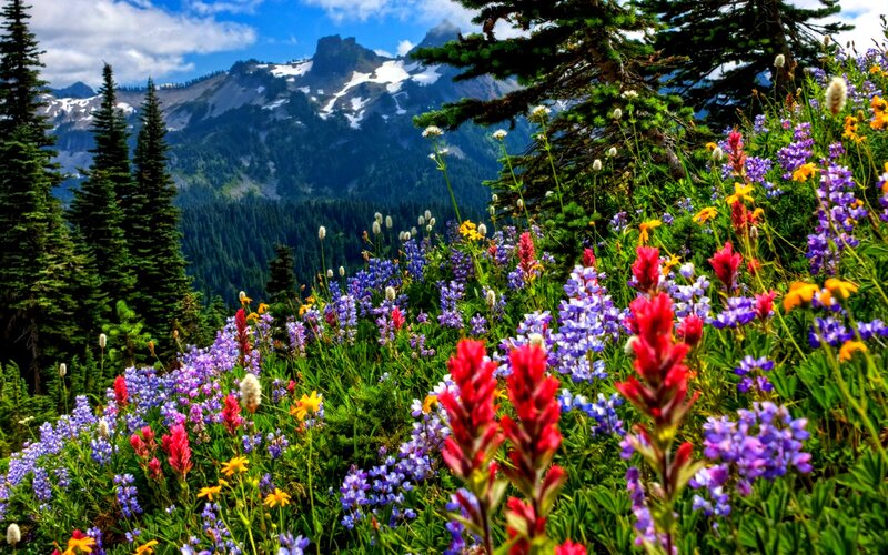 Wildflowers on Mountain Slope — Purple, Serene, Summer