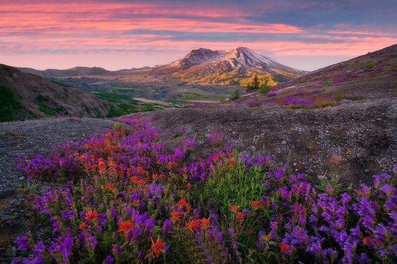 Wildflowers on Mountain Slope — Purple, Serene, Sunset, Photograph, Flower Field