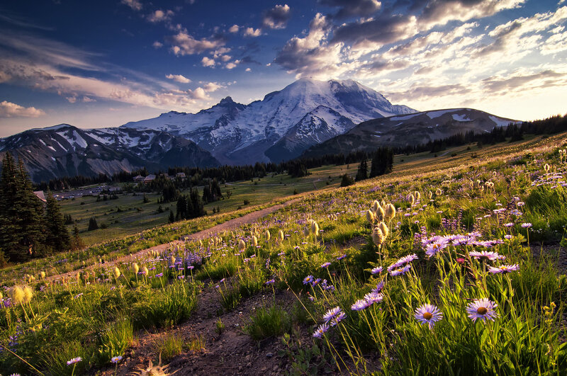 Wildflowers on Mountain Slope — Purple, Serene, Sunset, Photograph, Snow, Sky