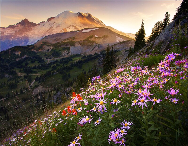 Wildflowers on Mountain Slope — Purple, Serene, Sunset, Photograph, Snow