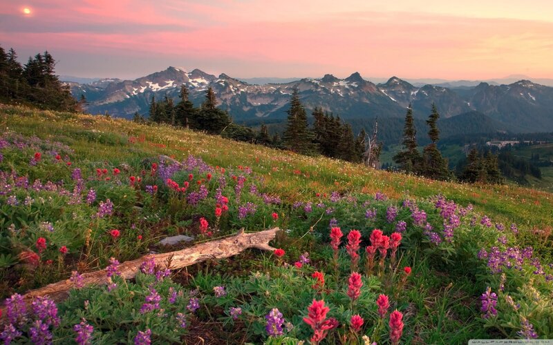 Wildflowers on Mountain Slope — Purple, Serene, Sunset, Photograph