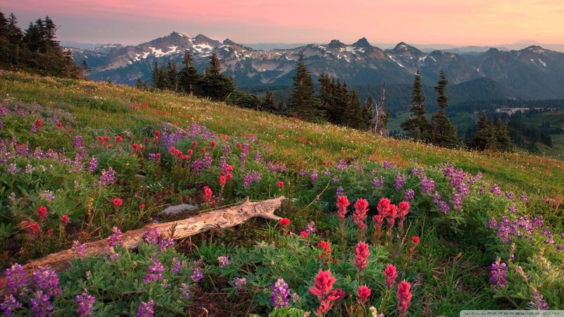 Wildflowers on Mountain Slope — Purple, Serene