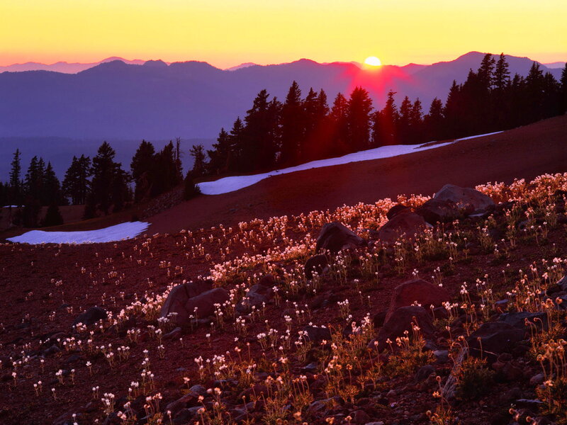 Wildflowers on Mountain Slope — Purple