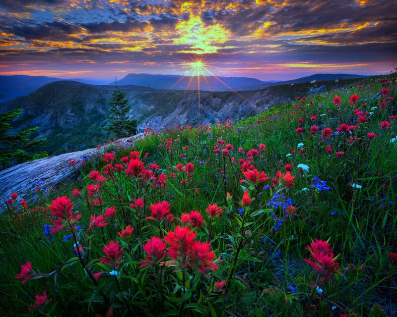 Wildflowers on Mountain Slope — Red, Dramatic, Sunrise