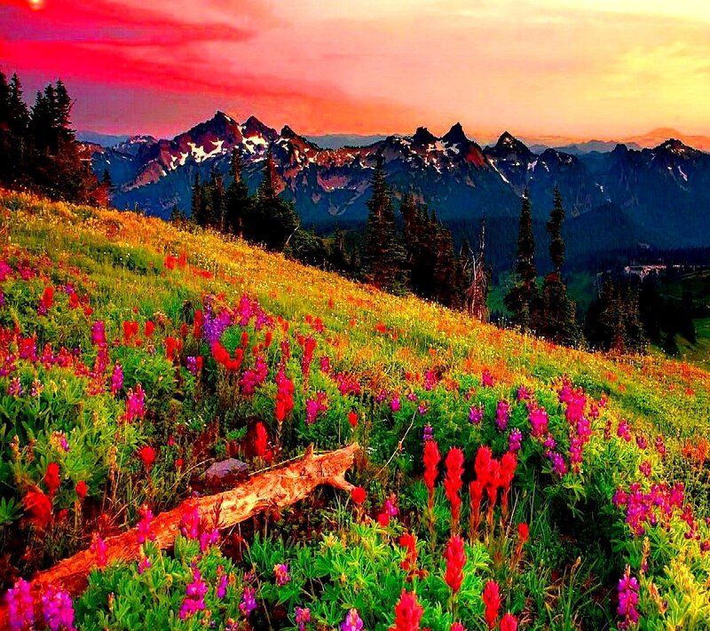 Wildflowers on Mountain Slope — Red, Dramatic, Sunset, Photograph