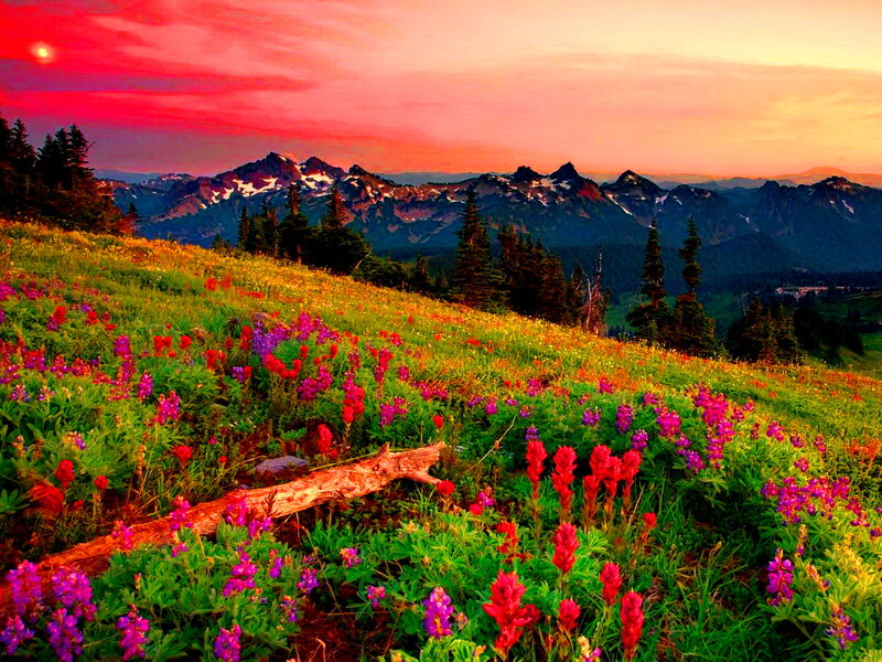 Wildflowers on Mountain Slope — Red, Dramatic, Sunset