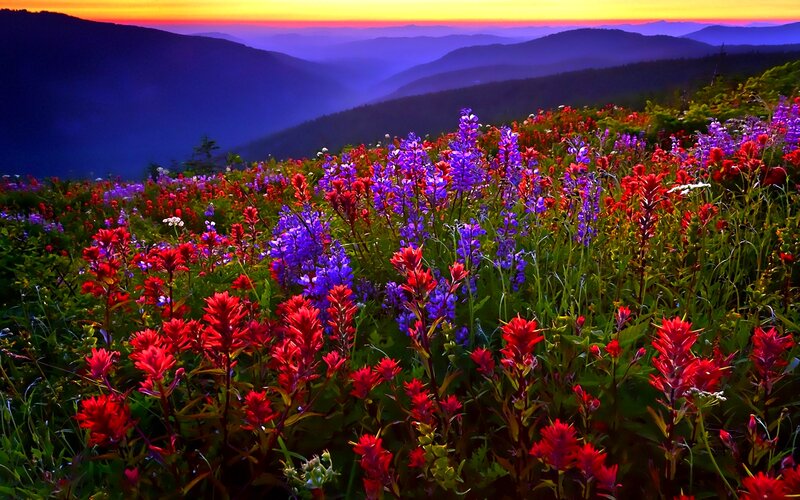 Wildflowers on Mountain Slope — Red, Dramatic
