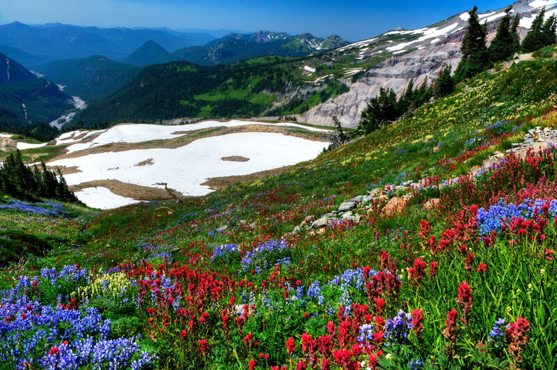 Wildflowers on Mountain Slope — Red, Serene, Summer