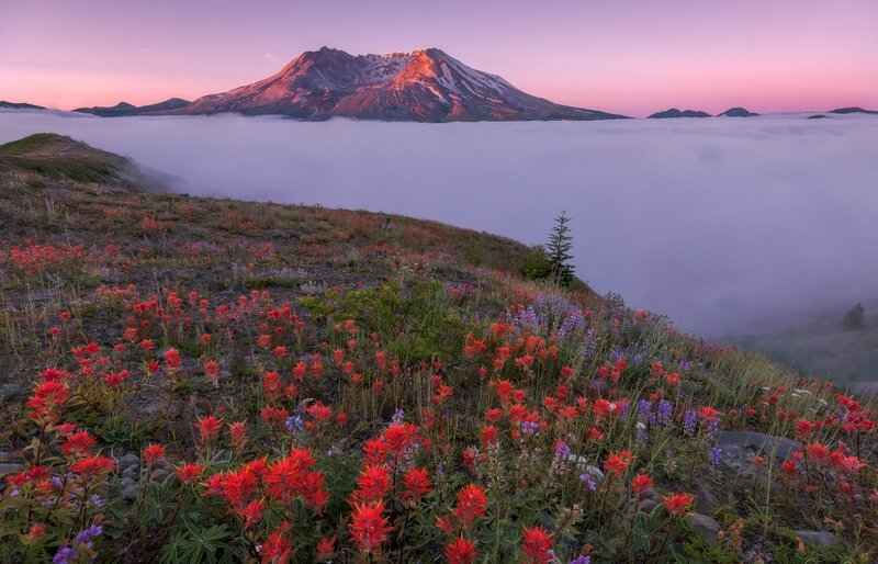 Wildflowers on Mountain Slope — Red, Serene, Sunrise, Photograph