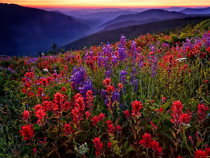 Wildflowers on Mountain Slope — Red, Serene, Sunrise