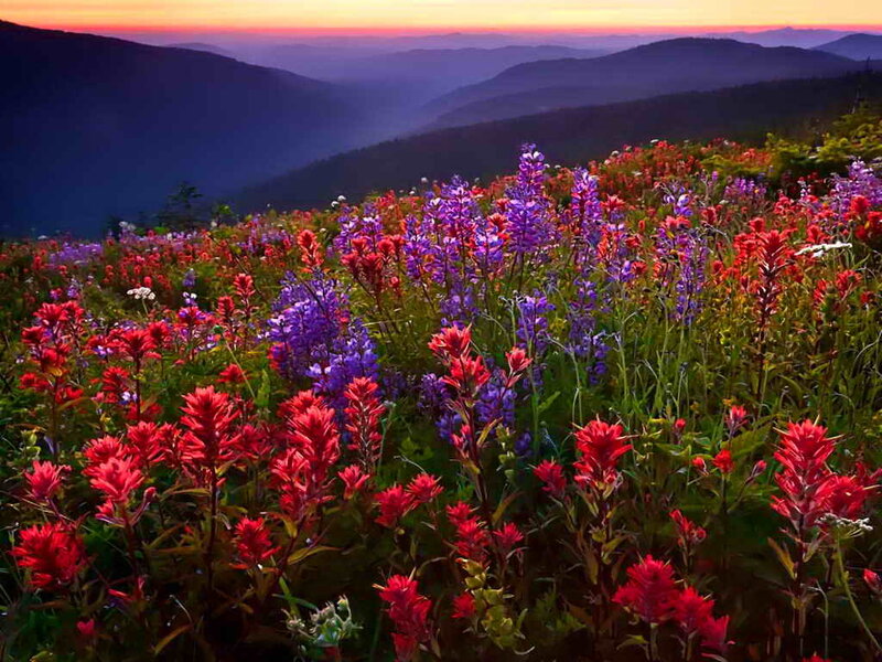 Wildflowers on Mountain Slope — Red, Serene
