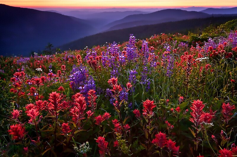 Wildflowers on Mountain Slope — Red