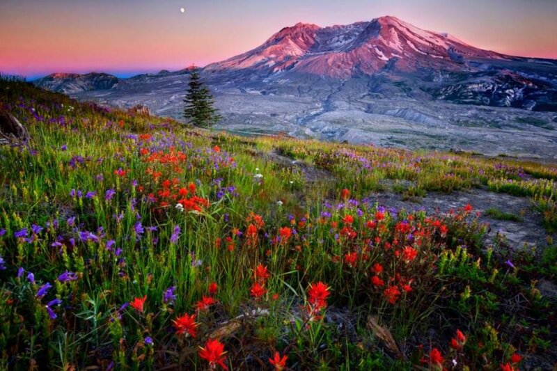 Wildflowers on Mountain Slope