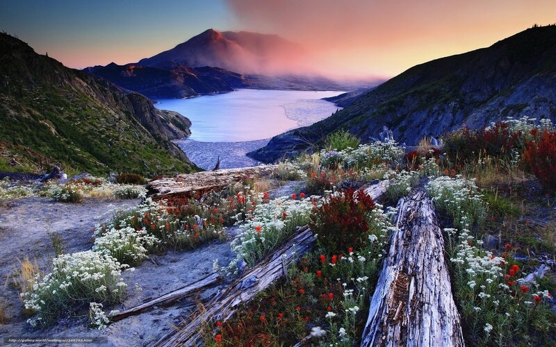 Wildflowers on Mountain Slope — White