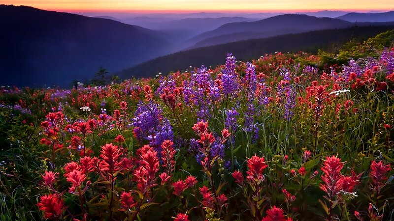Wildflowers on Mountain