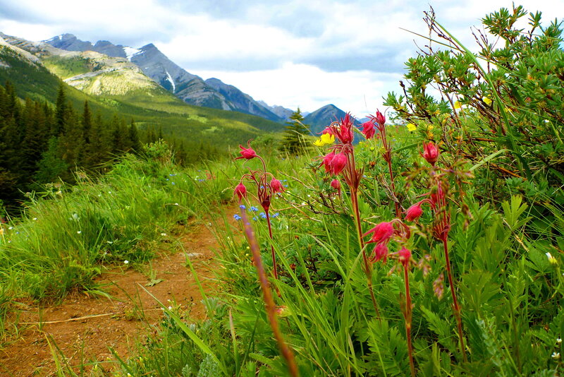 Wildflowers on Mountain Trail
