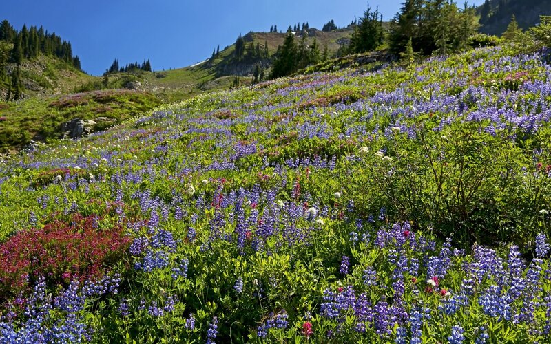 Wildflowers on Mountainside