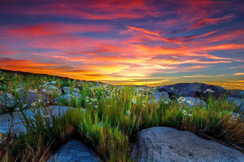 Wildflowers on Rocky Hill