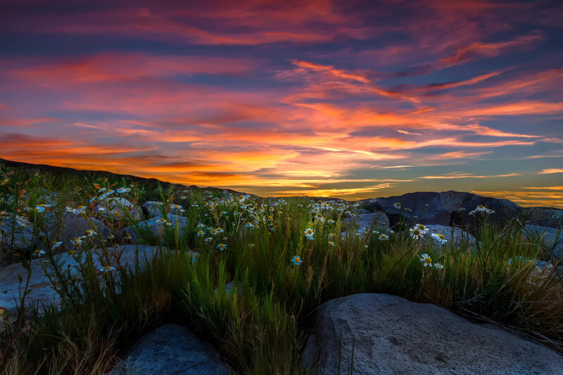 Wildflowers on Rocky Hillside — Orange