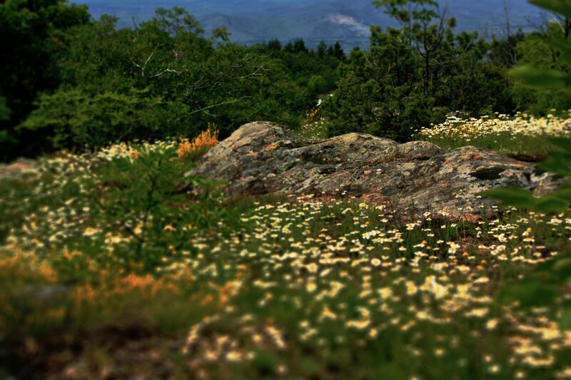 Wildflowers on Rocky Hillside