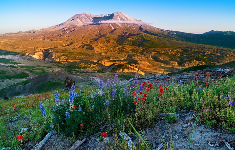 Wildflowers on Volcano Slope
