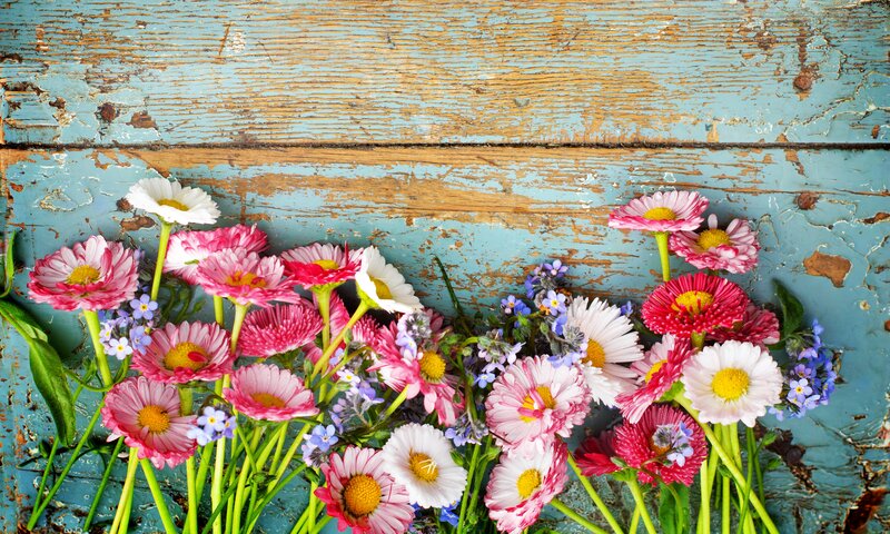 Wildflowers on Wood — Pink, Calm