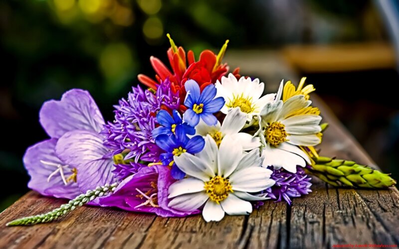 Wildflowers on Wood