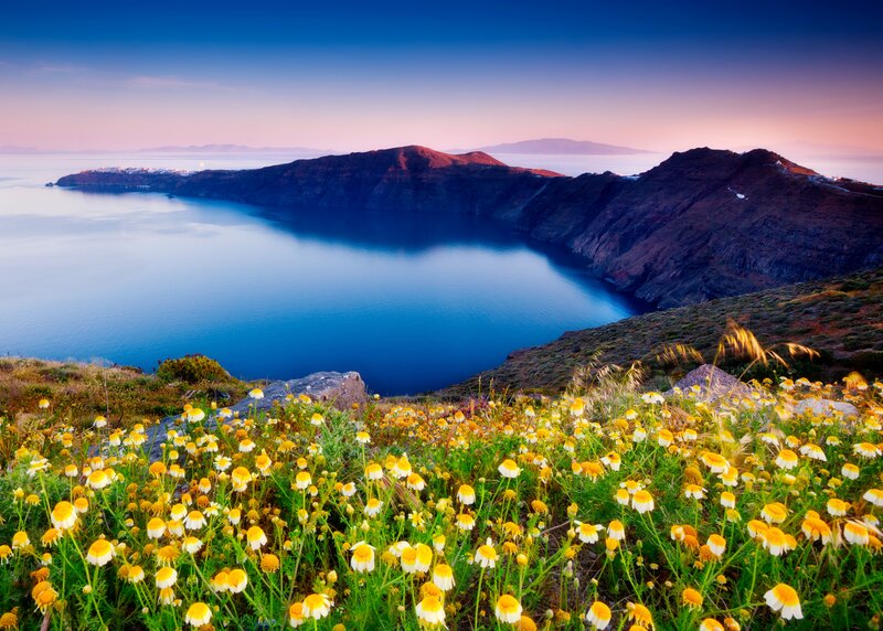 Wildflowers Overlooking Caldera