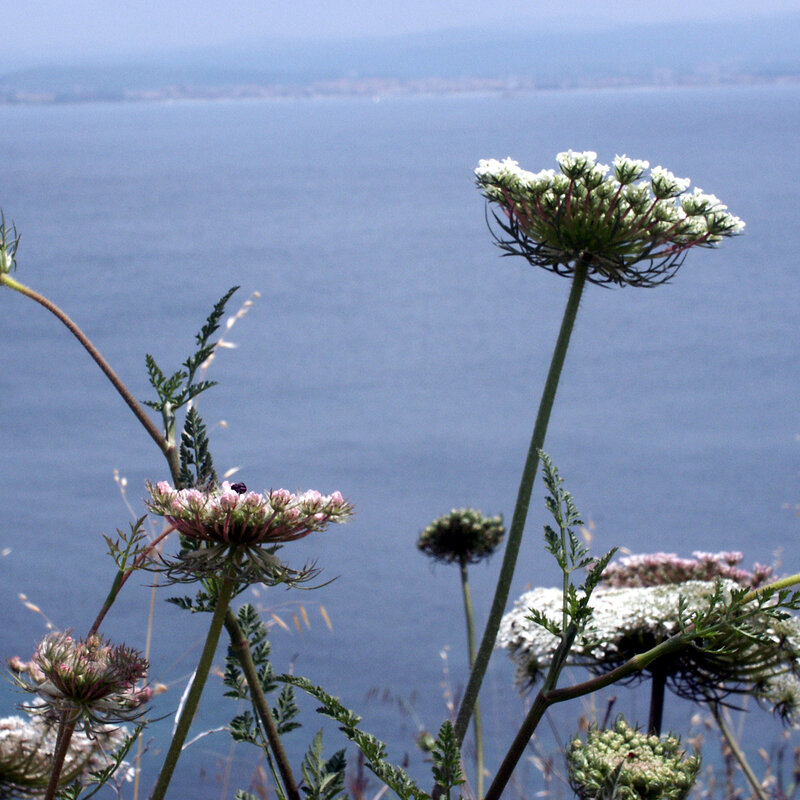 Wildflowers overlooking the sea