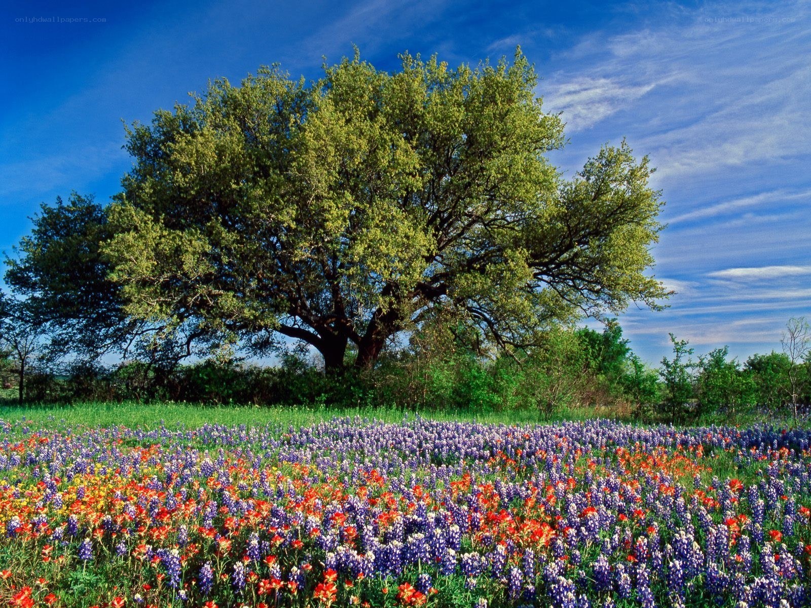 Wildflowers under a blue sky