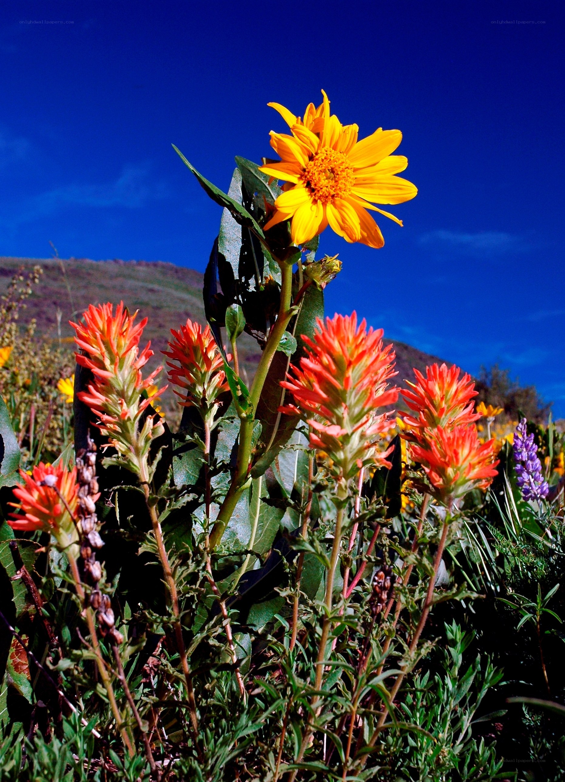Wildflowers under blue sky