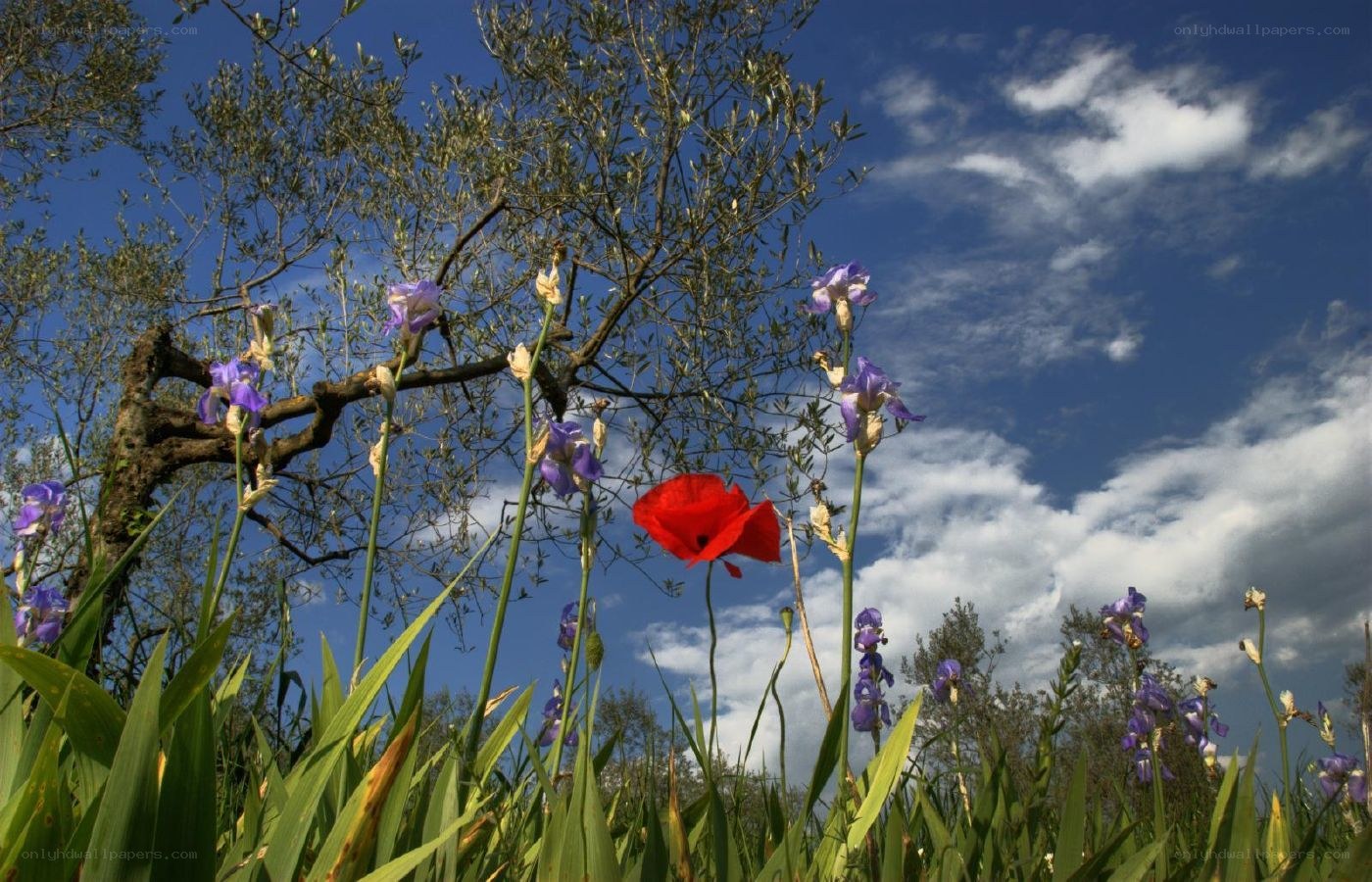 Wildflowers under blue sky