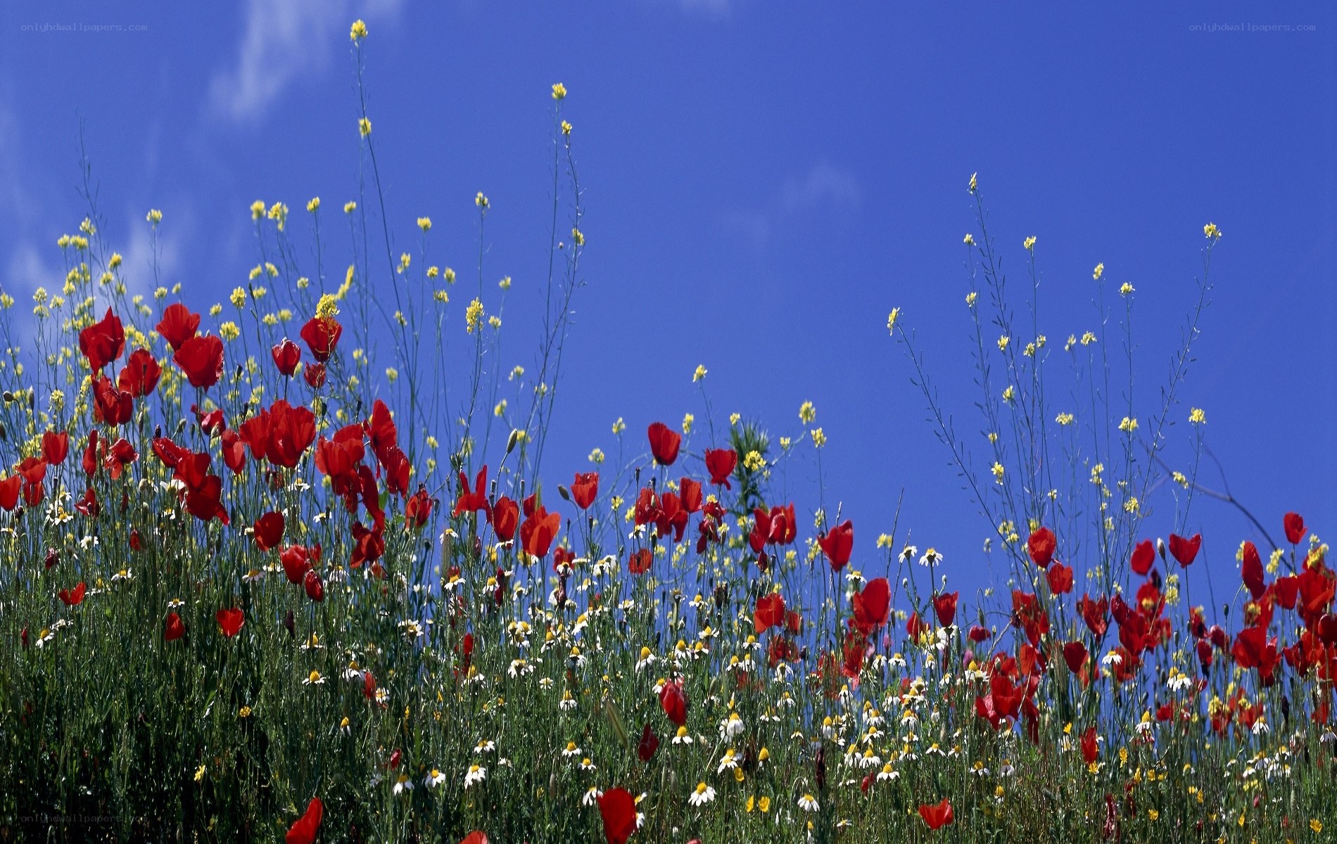Wildflowers under blue sky