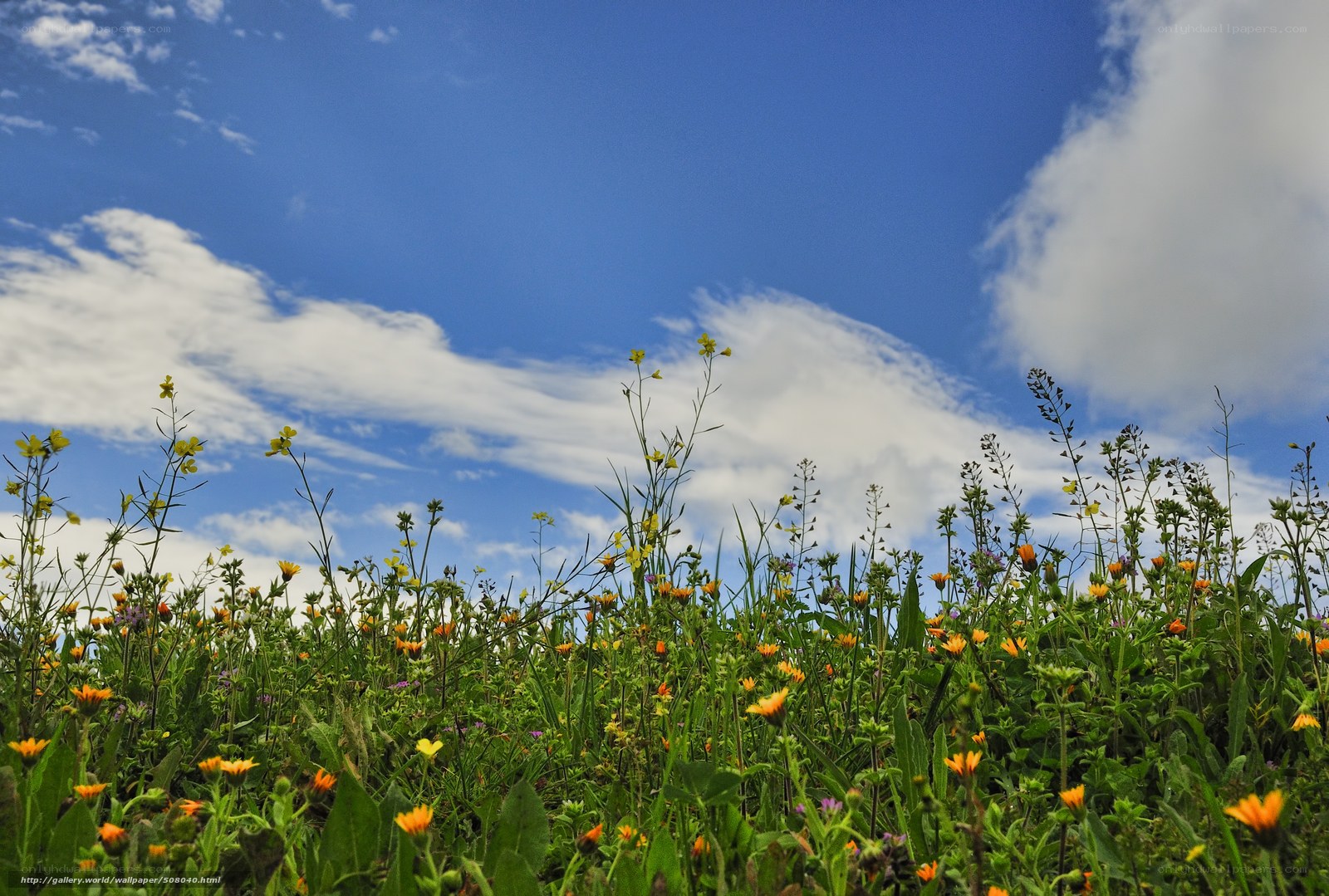 Wildflowers under blue sky