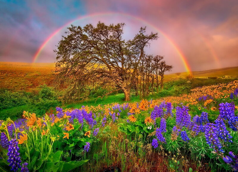 Wildflowers under Rainbow