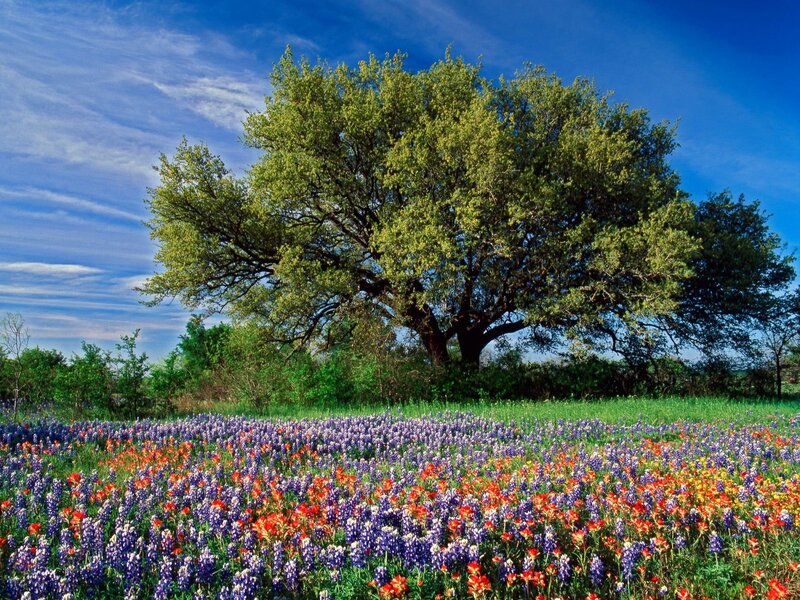 Wildflowers under Tree — Blue, Serene, Spring, Photograph, Field