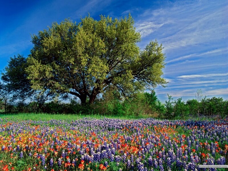Wildflowers under Tree — Blue, Serene, Spring