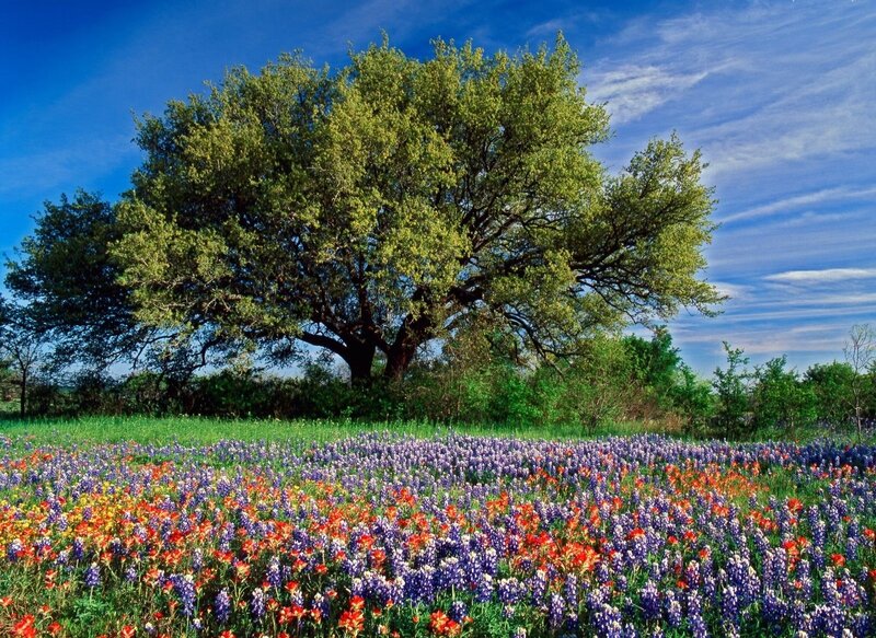 Wildflowers under Tree — Blue, Serene
