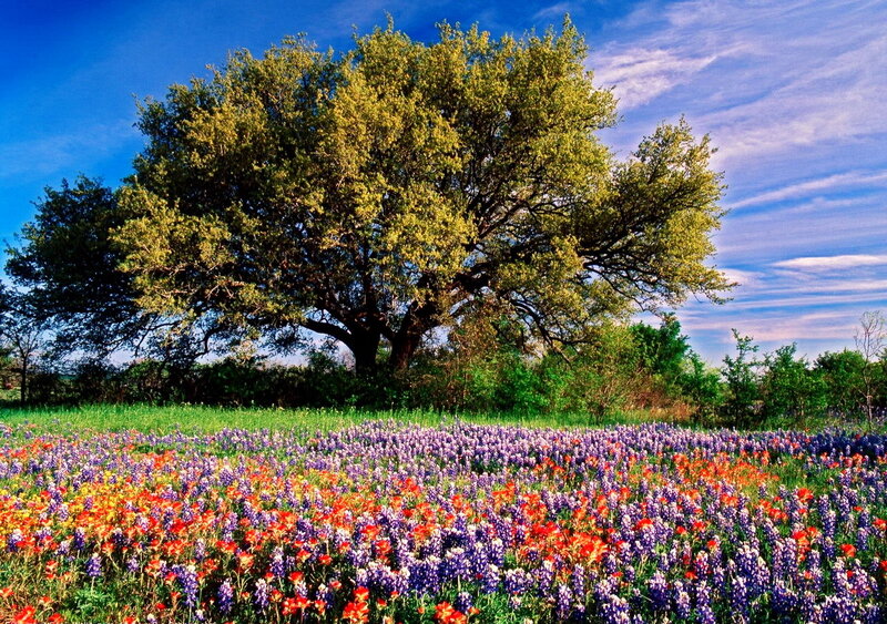 Wildflowers under Tree — Blue