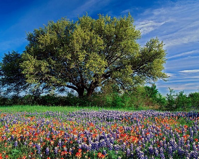 Wildflowers under Tree