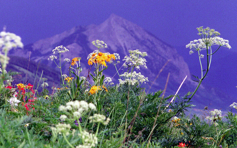 Wildflowers with mountain backdrop