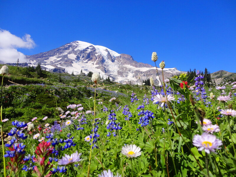 Wildflowers with Mountain — Blue