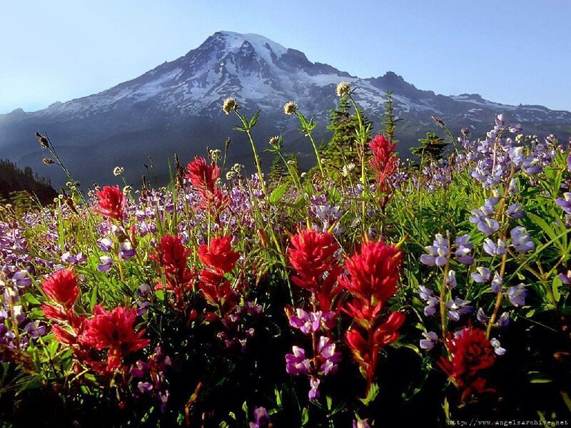 Wildflowers with Mountain — Red