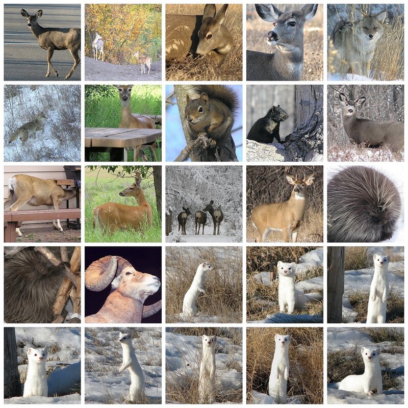 wildlife collage of animals