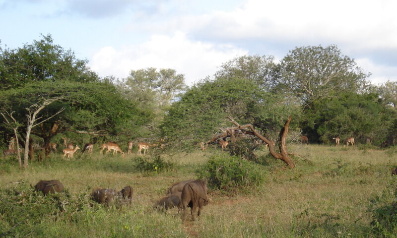 Wildlife in a savanna landscape