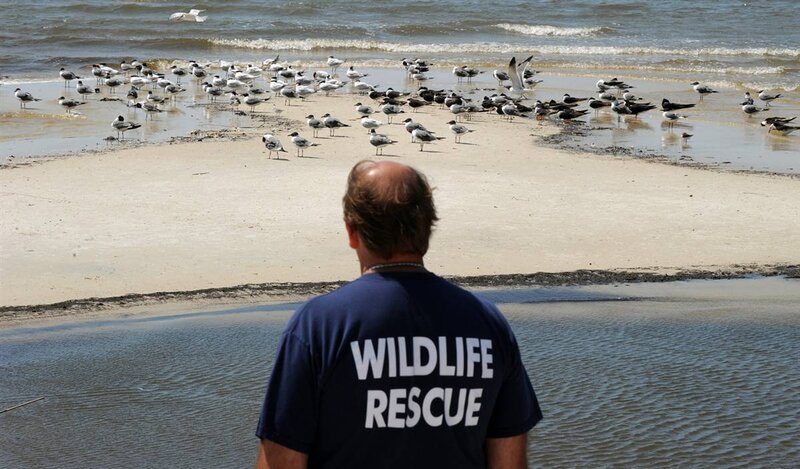 Wildlife rescue worker observing birds