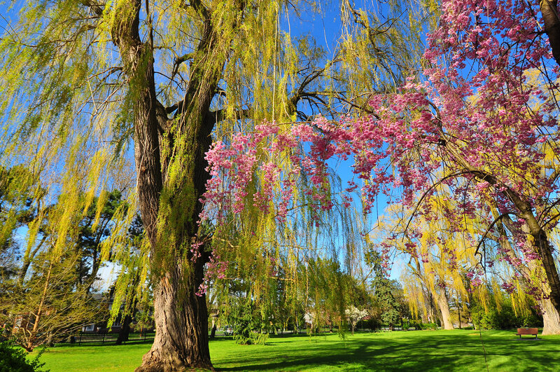 Willow and Cherry Trees