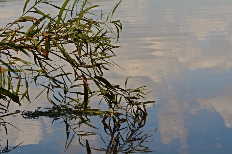 Willow Branch in Water